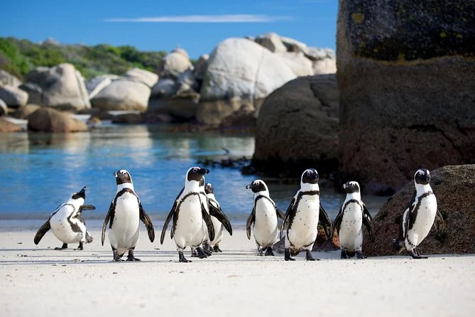 cape town private tour cape peninsula penguin